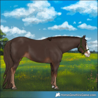 Horse Color:Liver Chestnut Splash 