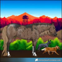 Horse Color:Liver Red Dun Tobiano Rabicano Brindle