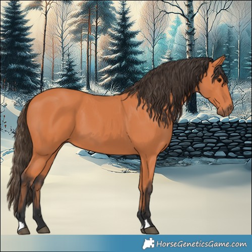 Horse Color:Bay 