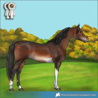 Horse Color:Bay Tobiano 