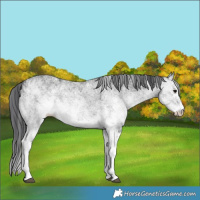 Horse Color:White Spotted Black 