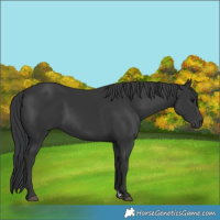 Horse Color:Black Rabicano
