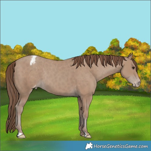 Horse Color:Classic Champagne Appaloosa Rabicano 