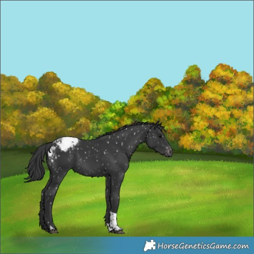 Horse Color:Black Tobiano Appaloosa 