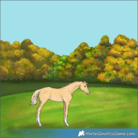 Horse Color:Gold Cream Champagne 