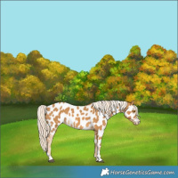 Horse Color:Palomino Near Leopard