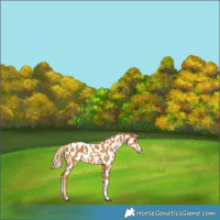 Horse Color:Palomino Appaloosa 