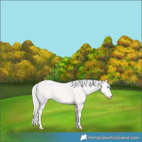 Horse Color:Cremello 