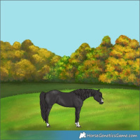 Horse Color:Smoky Black 