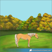 Horse Color:Palomino