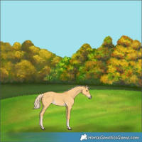 Horse Color:Palomino Dun Rabicano 