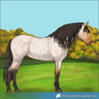 Horse Color:Bay Roan Dun 