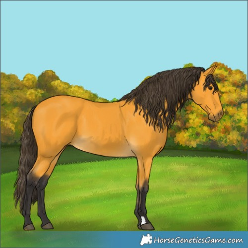 Horse Color:Buckskin