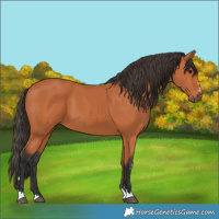Horse Color:Bay 