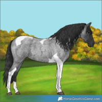 Horse Color:Blue Roan Tobiano 