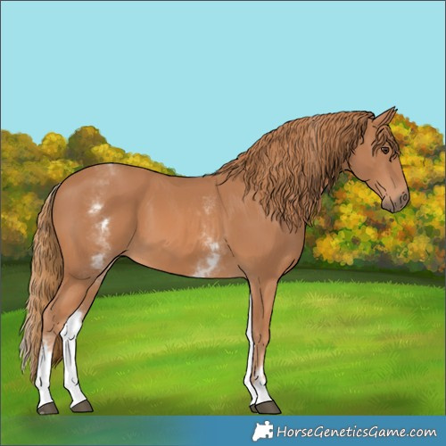 Horse Color:White Spotted Chestnut 