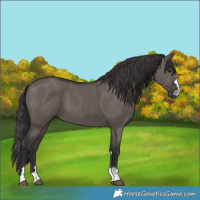 Horse Color:Smoky Grullo 