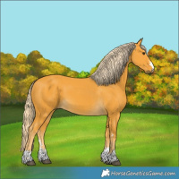 Horse Color:Palomino 