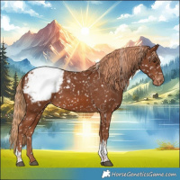 Horse Color:Chestnut Tobiano Appaloosa 