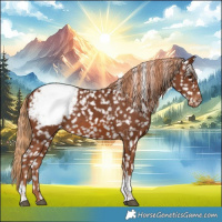Horse Color:Chestnut Tobiano Appaloosa 