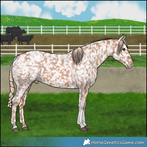 Horse Color:Chestnut Tobiano Snowflake Varnish