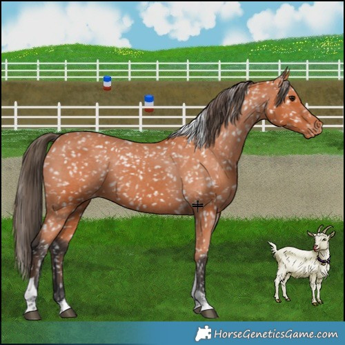 Horse Color:Bay Snowflake Varnish