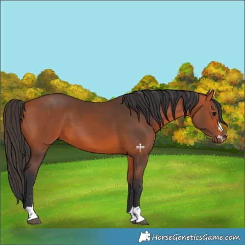 Horse Color:Bay 