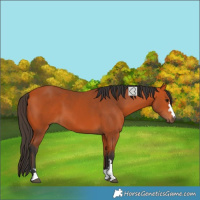 Horse Color:Bay 