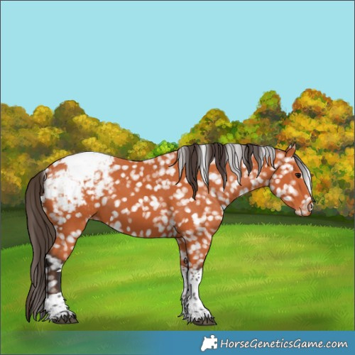 Horse Color:Bay Tobiano Snowcap 