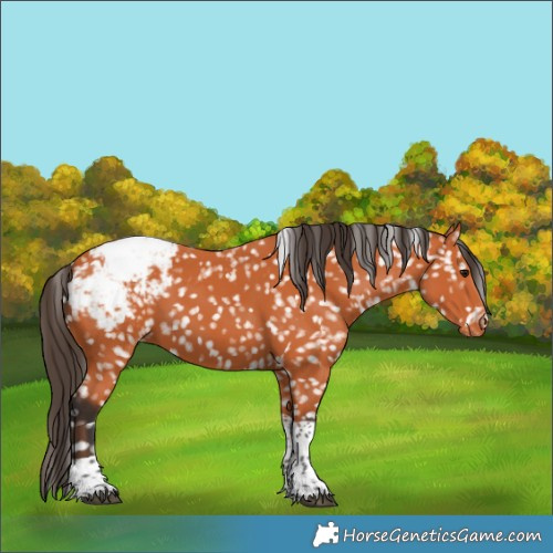 Horse Color:Bay Tobiano Appaloosa 