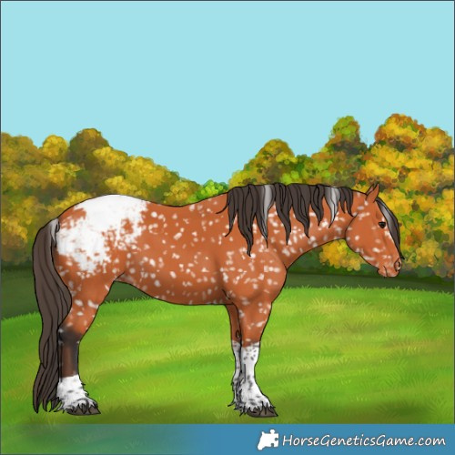 Horse Color:Bay Tobiano Appaloosa