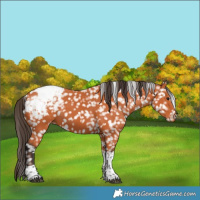Horse Color:Bay Tobiano Snowcap 