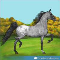 Horse Color:Blue Roan Snowcap 