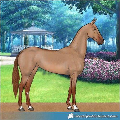 Horse Color:Red Dun 