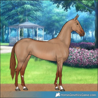 Horse Color:Red Dun 