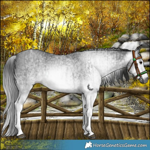 Horse Color:Gray White Spotted Black  and Gray White Spotted Black 