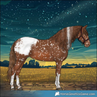 Horse Color:Chestnut Tobiano Appaloosa