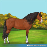 Horse Color:Bay 