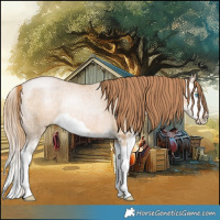 Horse Color:Buckskin Ice Pearl Splash Rabicano 
