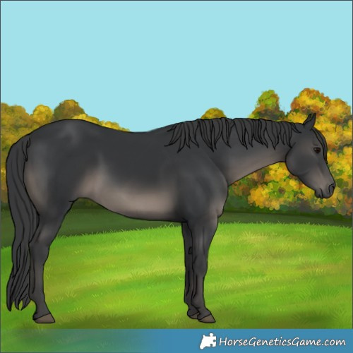 Horse Color:Black 