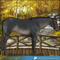 Horse Color:Black 