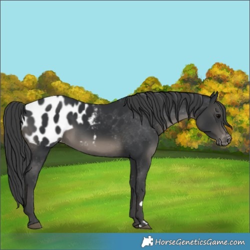 Horse Color:Black Blanket 
