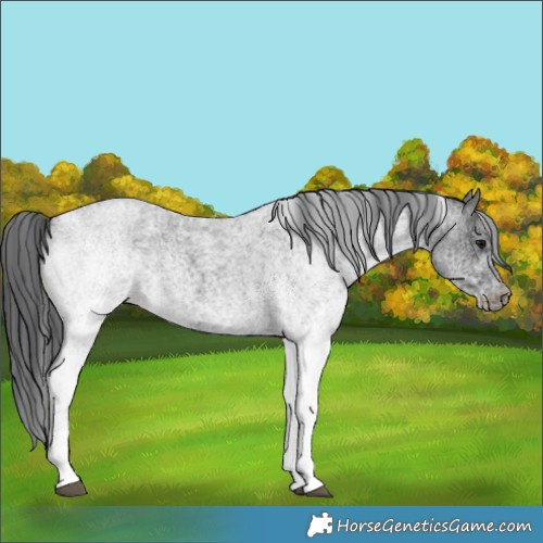Horse Color:White Spotted Blue Roan 