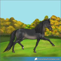 Horse Color:Black 