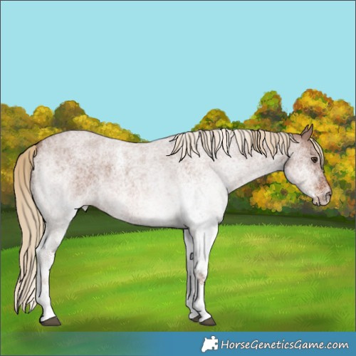 Horse Color:White Spotted Red Roan 