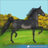 Horse Color:Black 