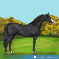 Horse Color:Black Splash
