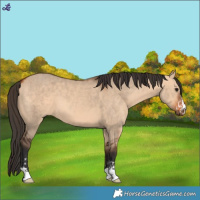 Horse Color:Bay Dun  and Bay Dun 