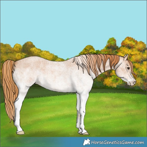Horse Color:White Spotted Red Roan 
