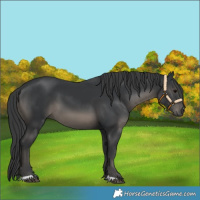 Horse Color:Black 